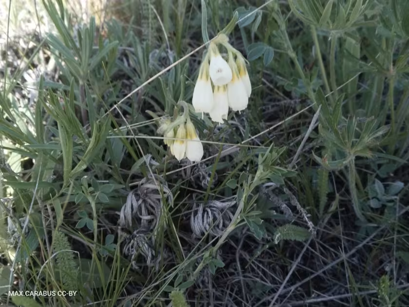 Onosma simplicissima