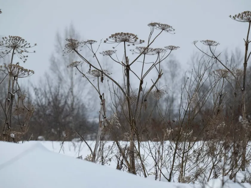 Sosnowsky's hogweed