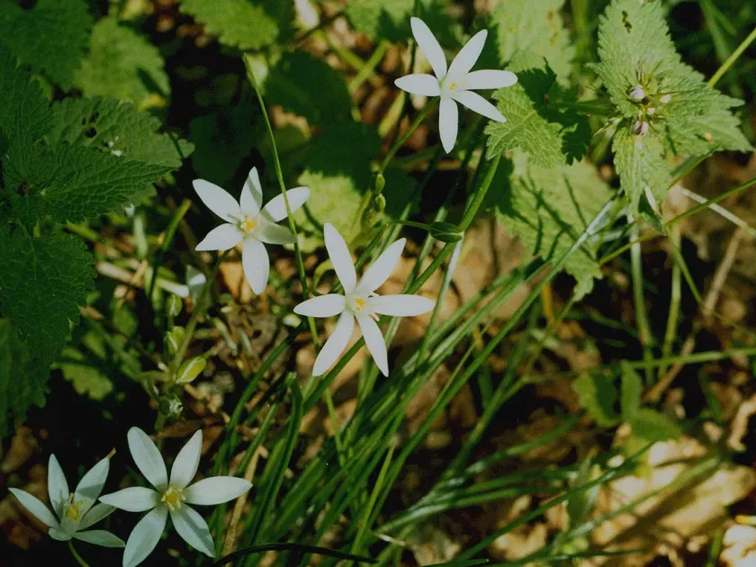 Woronow's Star-of-Bethlehem