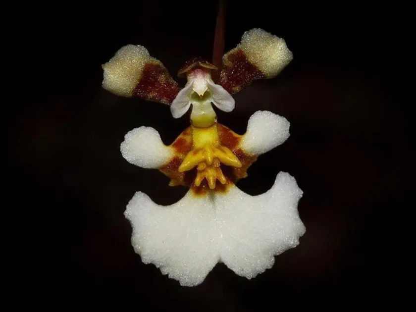 Tolumnia bahamensis