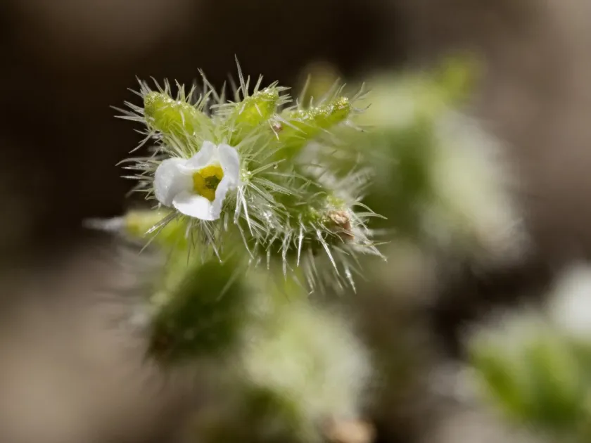 Cryptantha albida
