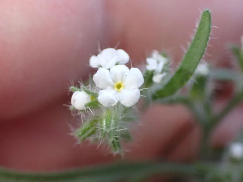 Cryptantha angustifolia