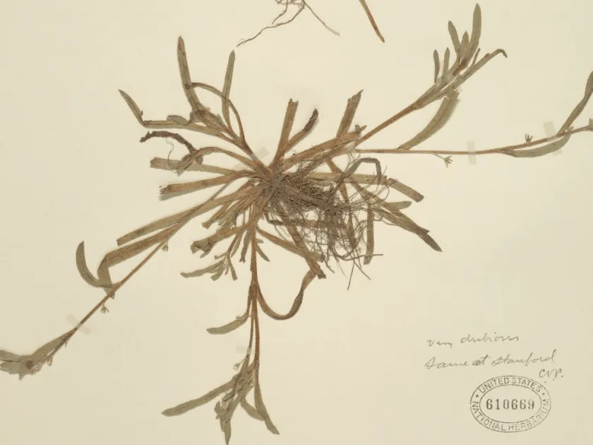 Cryptantha aperta