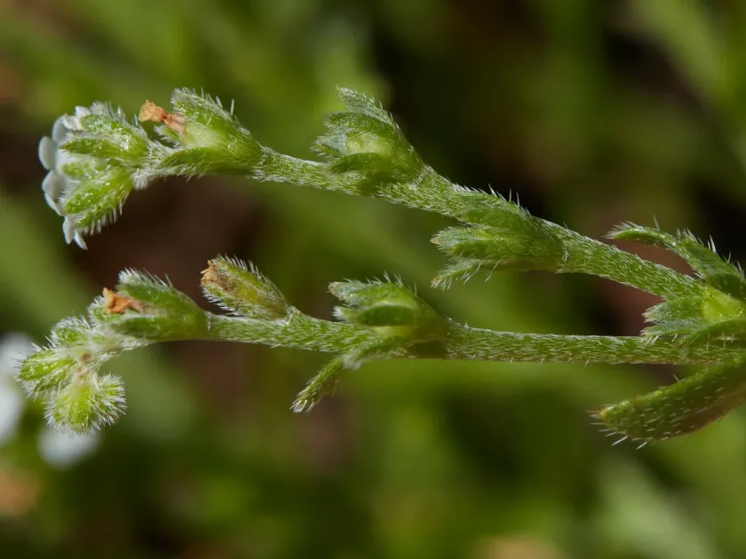 Bracted popcornflower