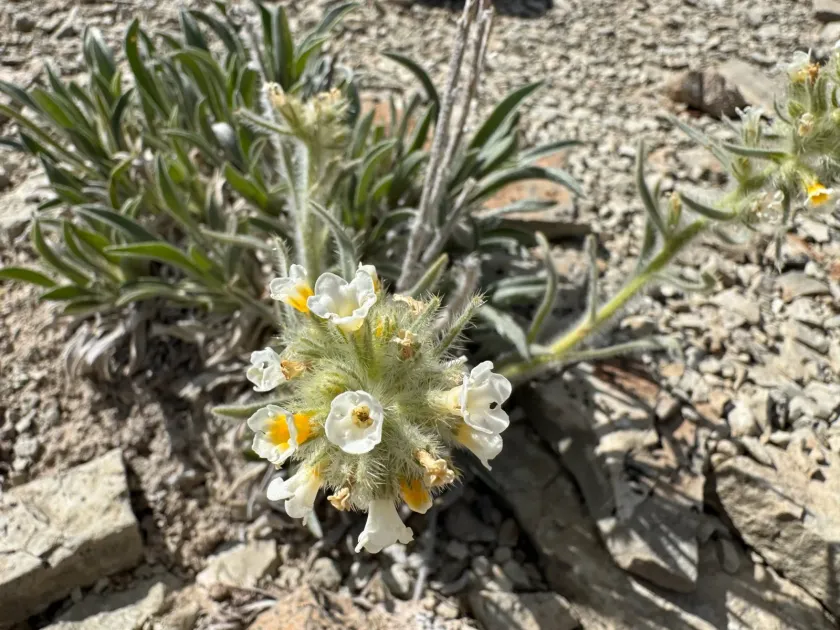 Cryptantha barnebyi