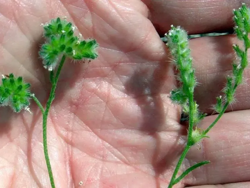 Cryptantha breviflora