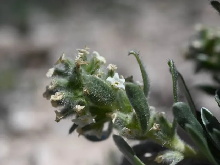 Cryptantha cana