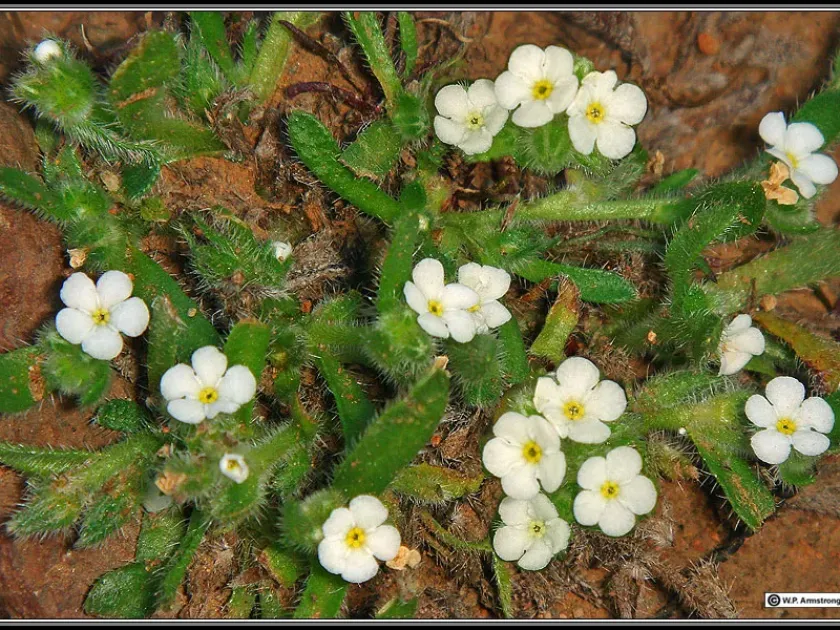 Cryptantha clevelandii