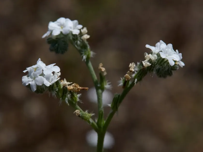 Cryptantha flaccida