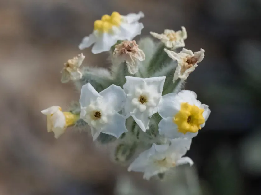 Cryptantha crassipes