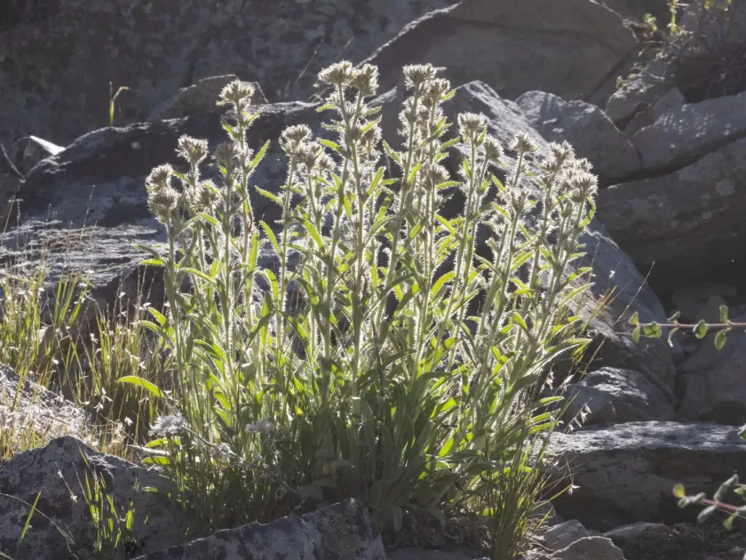 Cryptantha crymophila