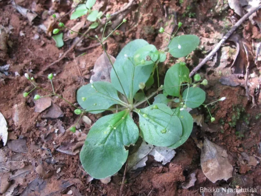 Oldenlandia nudicaulis