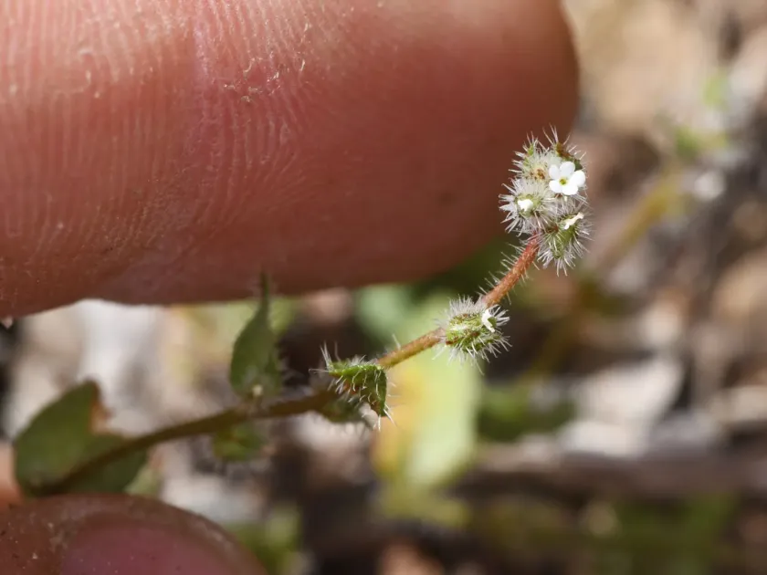 Plagiobothrys uncinatus