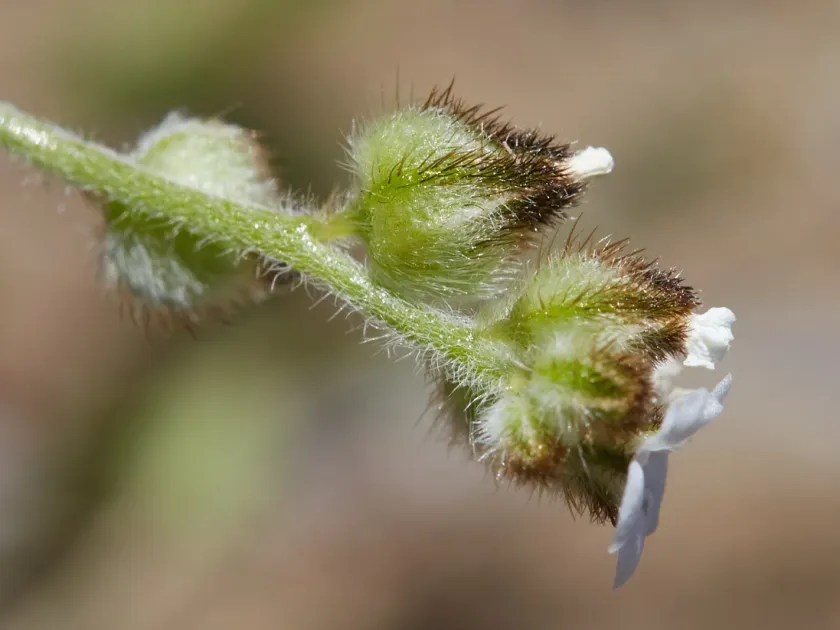 Slender popcornflower