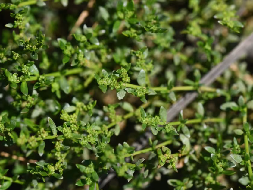 Smooth rupturewort