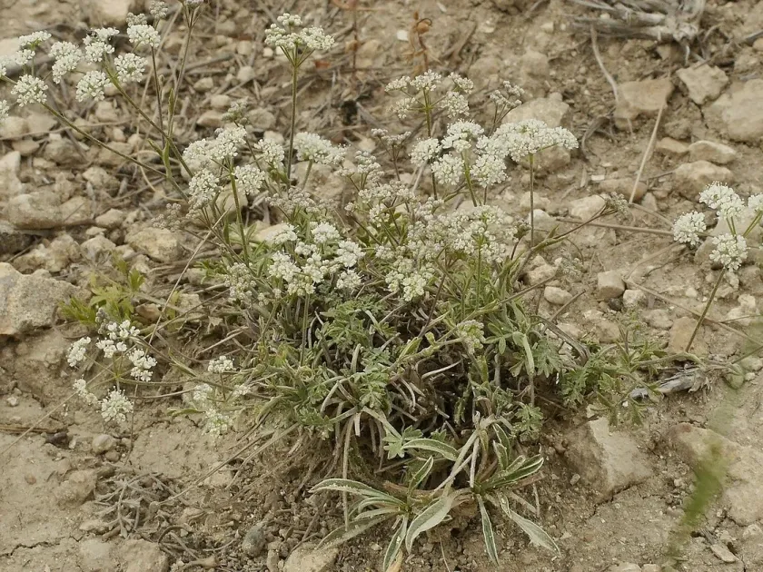 Pimpinella titanophila