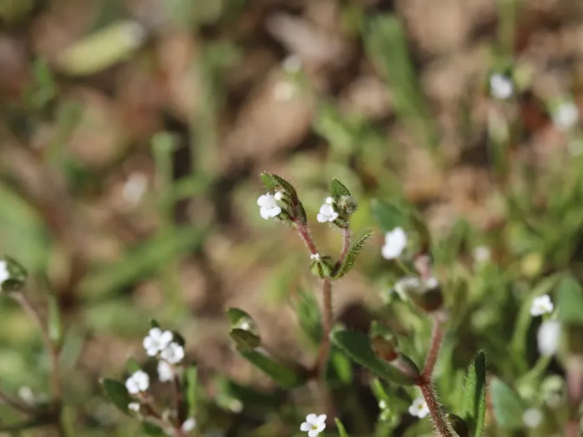 Plagiobothrys myosotoides