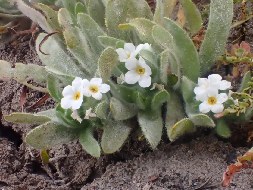 Plagiobothrys mollis