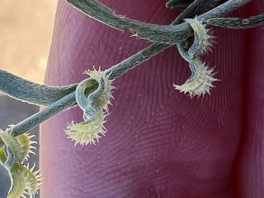 Curved-spine combseed