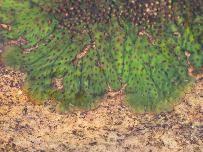 Zeylanidium olivaceum