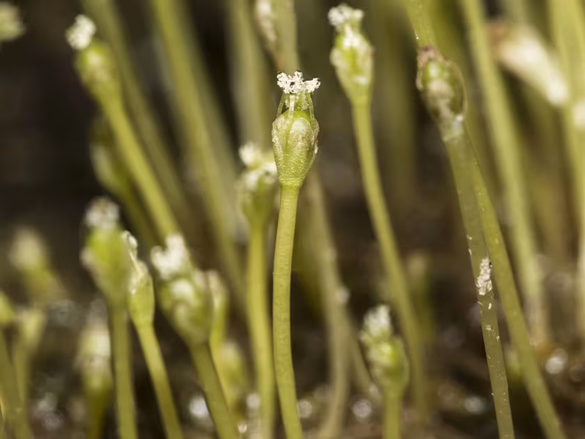 Dalzellia ceylanica