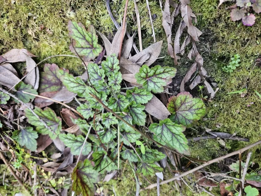 Heuchera brizoides