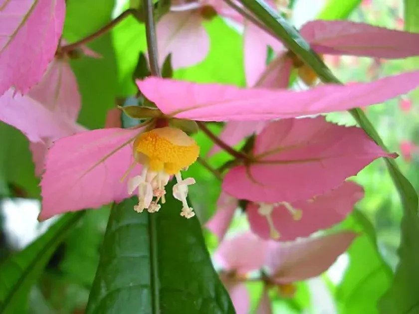Dalechampia indica