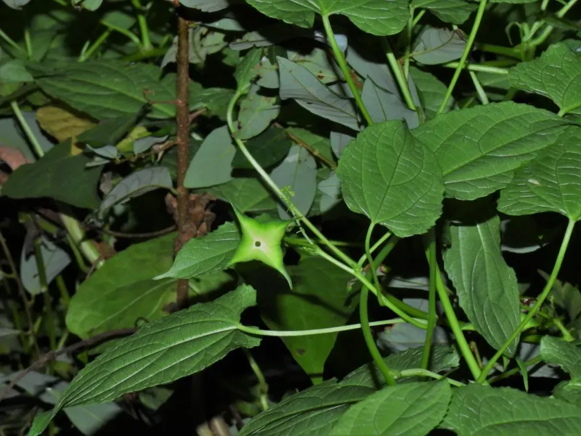 Plukenetia corniculata