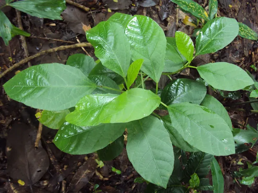 Baliospermum calycinum