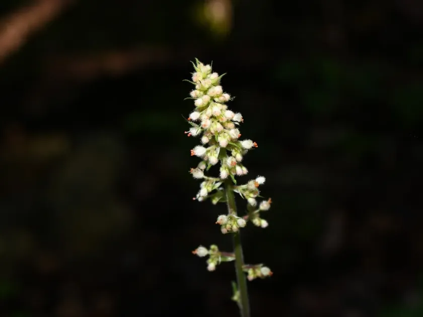 Heuchera villosa