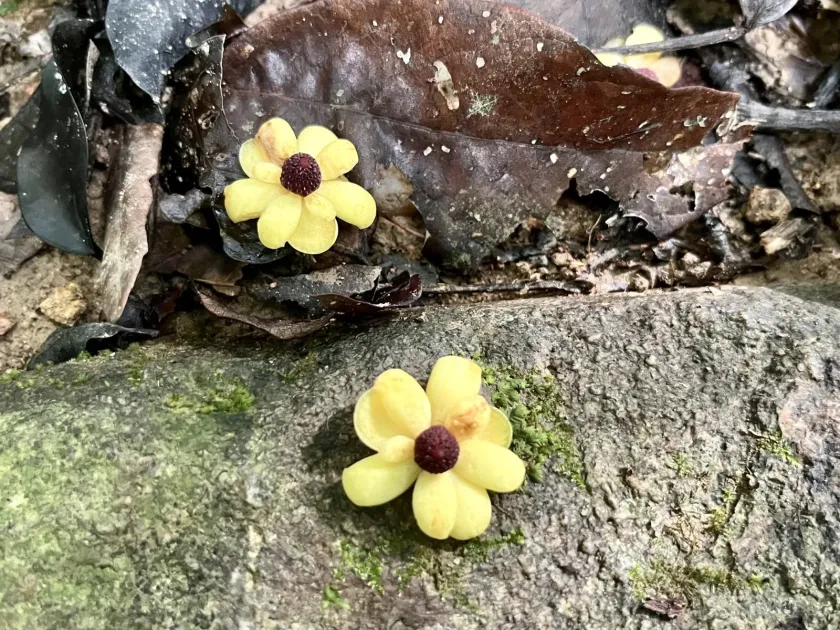 Kadsura heteroclita
