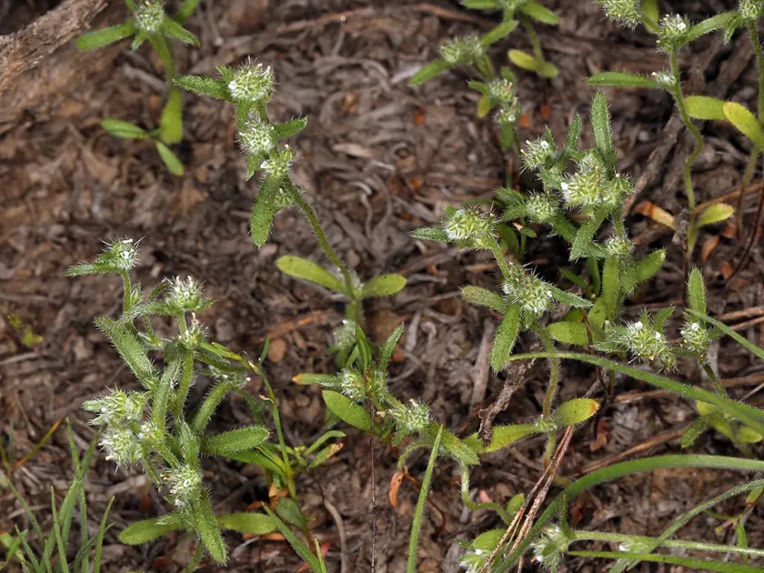 Cryptantha glomeriflora