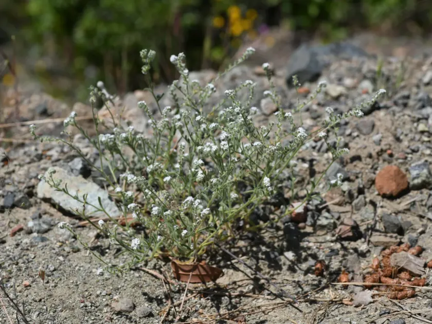 Cryptantha hispidula
