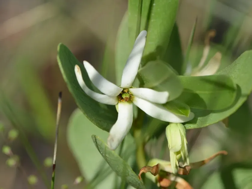 Beautiful deeringothamnus