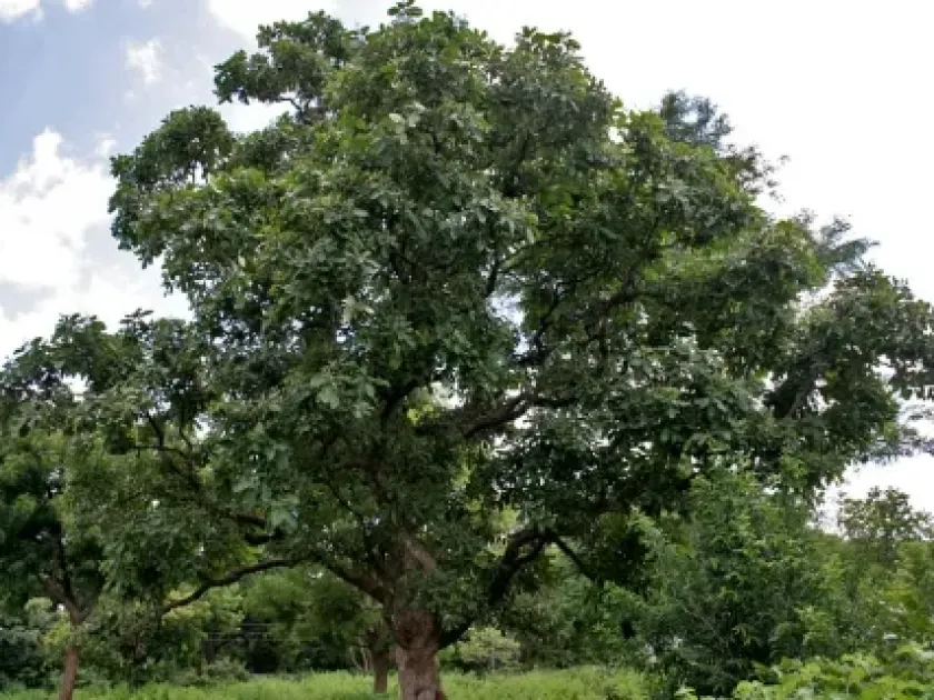 Semecarpus cassuvium