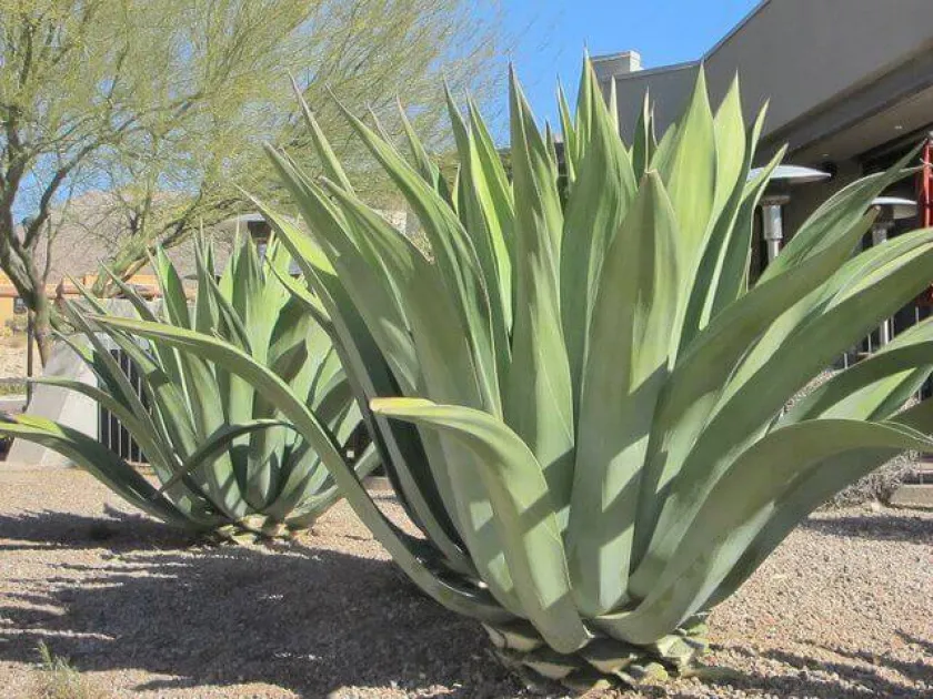 Weber agave