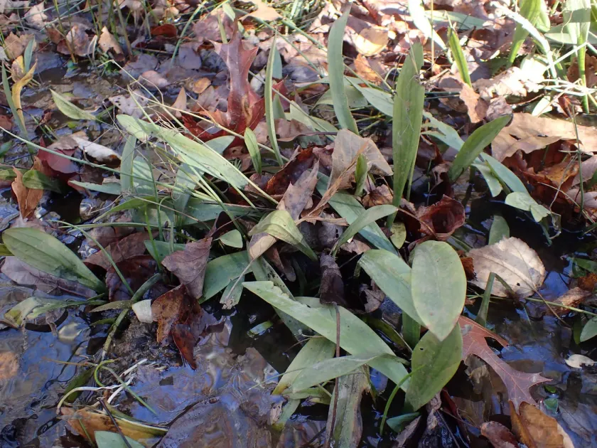 Bunched arrowhead