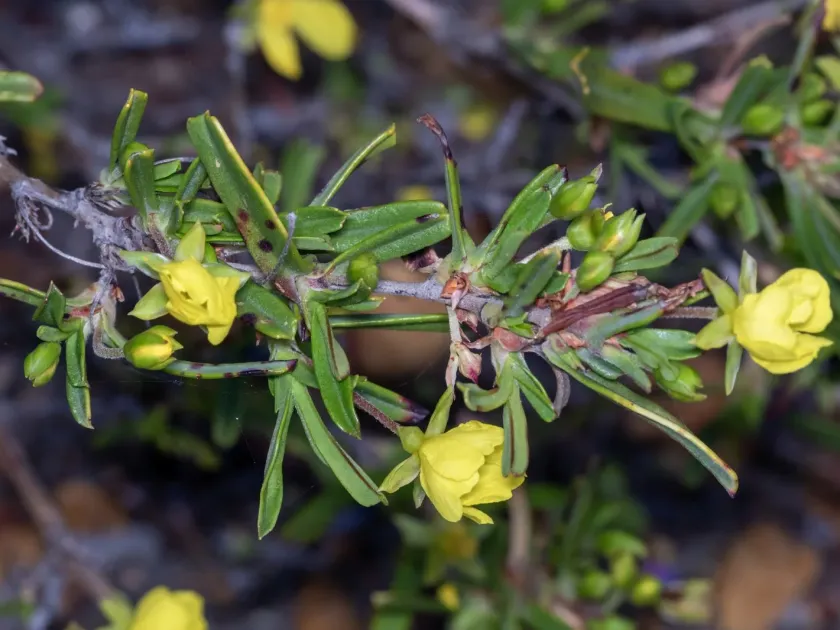 Hibbertia racemosa