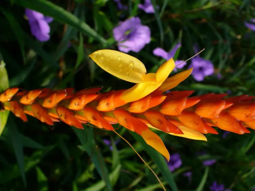 Aphelandra hartwegiana