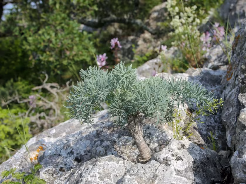 Seseli gummiferum