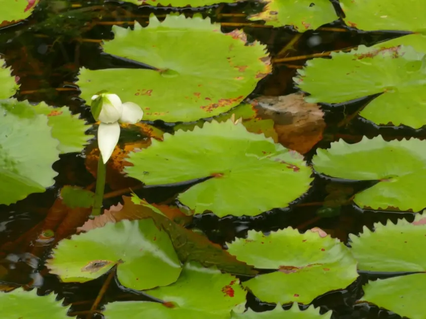 Nymphaea rudgeana