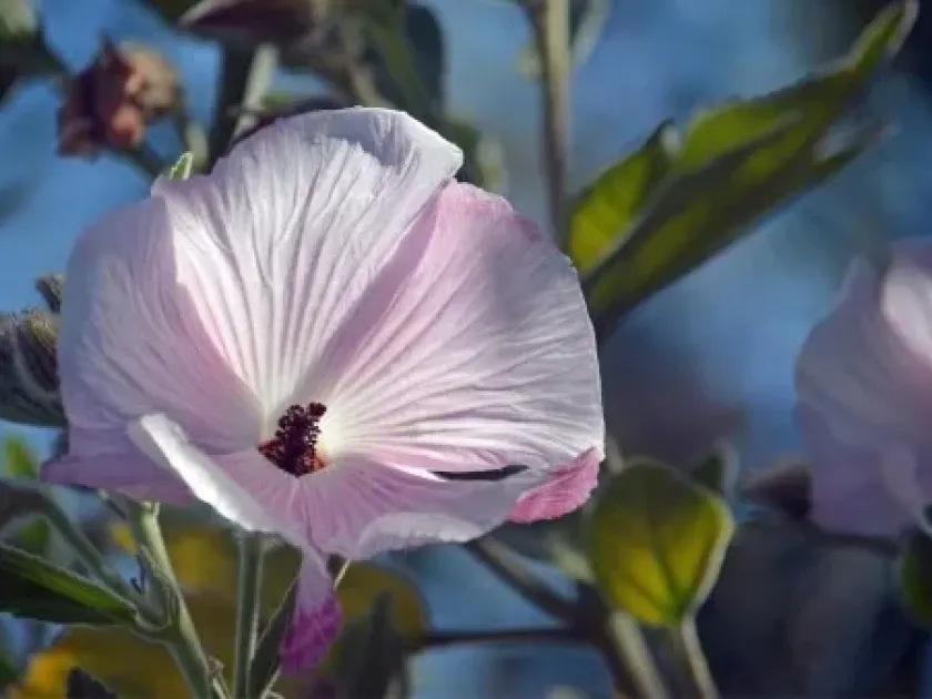 Hibiscus heterophyllus x splendens