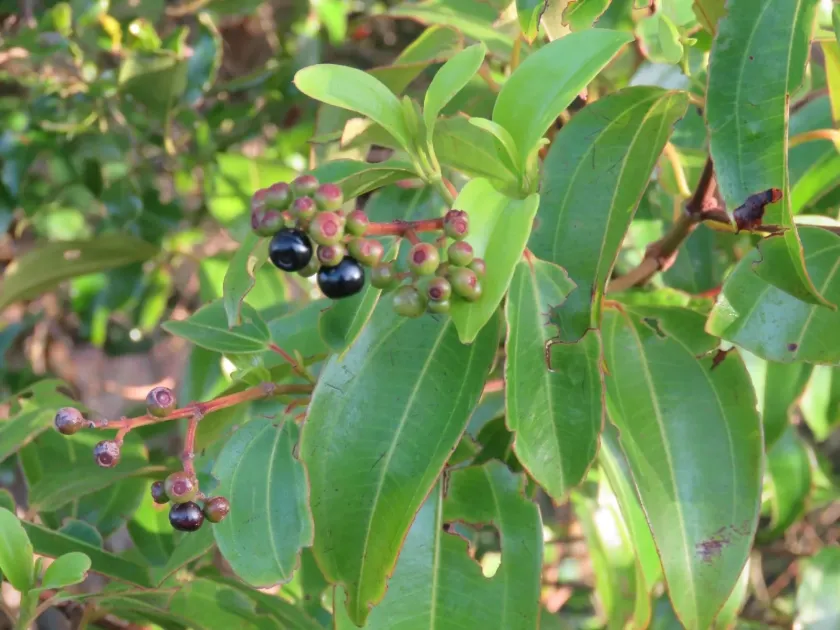 Miconia cinnamomifolia