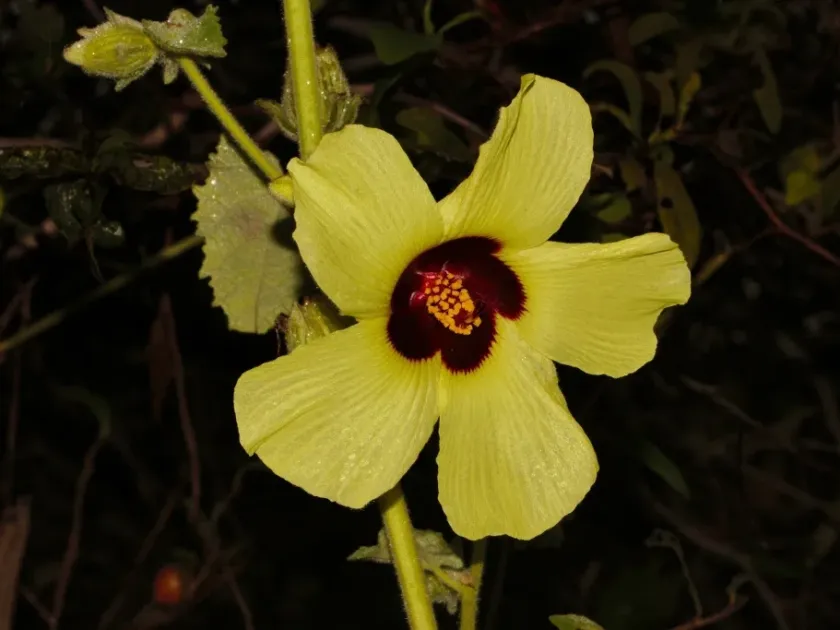 Hibiscus panduriformis