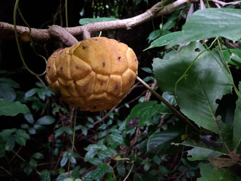 Myrianthus arboreus