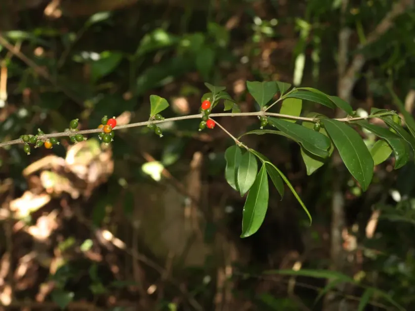 Tricalysia pallens