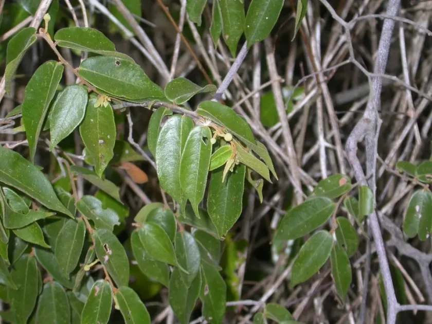 Uvaria acuminata