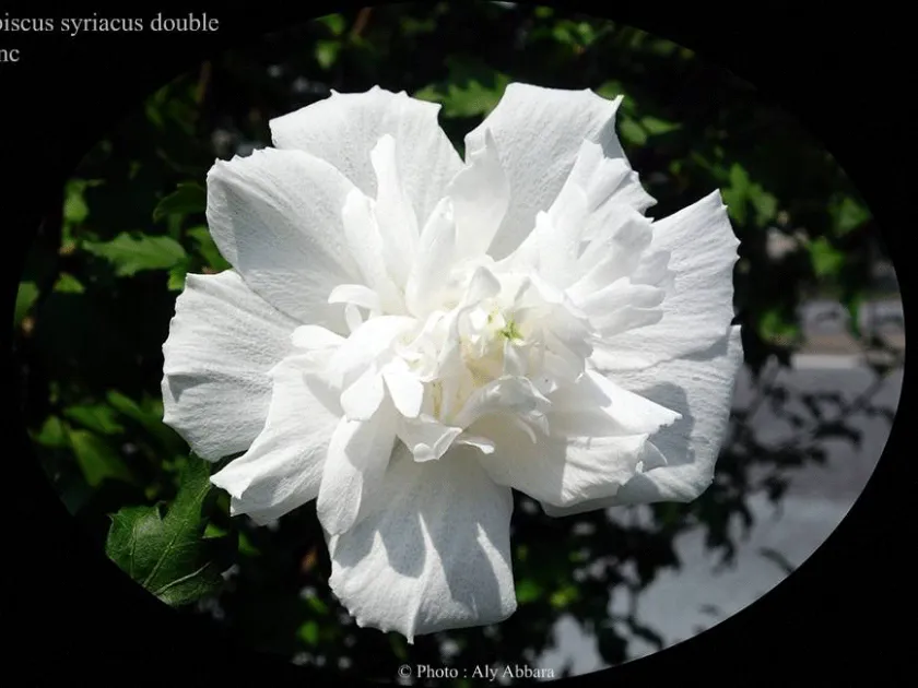 Hibiscus sinosyriacus