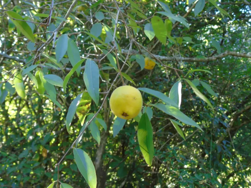 Eugenia myrcianthes