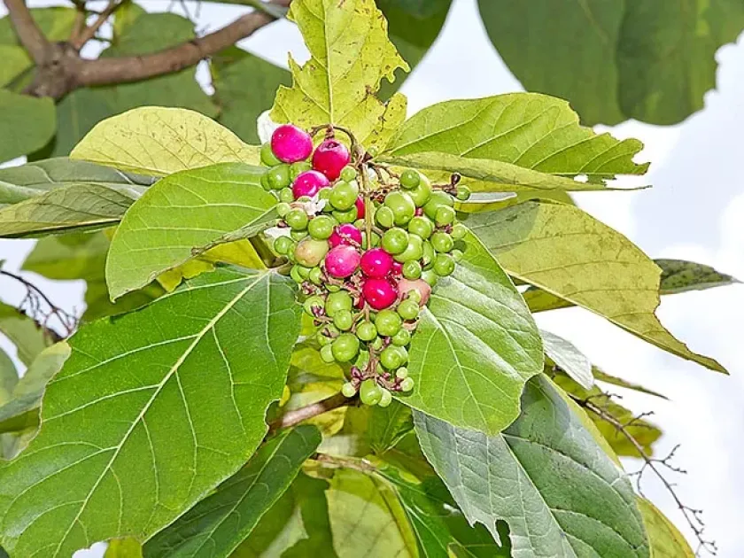 Gmelina macrophylla